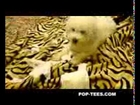 New Top 10 Funny Guilty Dog Videos Compilation 2014 Funny Video