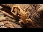 Stinging Scorpion vs. Pain-Defying Mouse