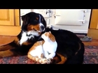 Видео приколы про животных - собак и кошки. Video gags about animals - dogs and cats
