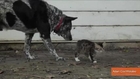 Disabled Kitten and Cattle Dog Become Fast Friends