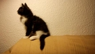 Little Cat Playing With Her Tail