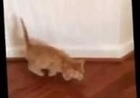 Adorable Kitten Proves to Be a 'scaredy-Cat'