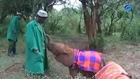 El orfanato de bebés elefante de Kenia, un arma contra la caza furtiva