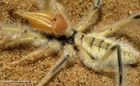Camel Spiders and Other Huge Arachnids - Nature Documentary