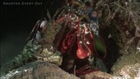 Mantis Shrimp Punching In Slow Motion Will Blow Your Mind
