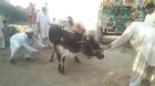 Cow Hit and run Eid ul Adha 2014- www.videosvim.com
