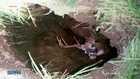 Deer Rescued From Sinkhole By Three Friends