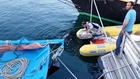 Randy le dauphin dans le port de Brest