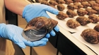 67 Giant Snails Arrested at Los Angeles Airport