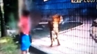 Tigre ataca Garoto que acaba perdendo o Braço em Zoológico no Paraná Brasil