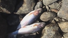 Stranded fish die as reservoir water supply stops near Truckee