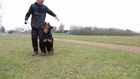 Training dog obedience top matic