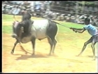The great Indian bull fight