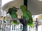 Married Couple Must Watch - Parrots Fight - Very Funny