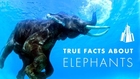 True Facts About Elephants