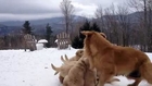 Anne Köpek Karda Yavrularını Oynatıyor