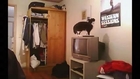 Funny Cats - New Funny Cats Video - Funny Animals - Funny Vines - Funny Videos █▬█ █ ▀█▀