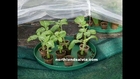 Salvia Divinorum New Zealand - Buy Online N.Z - NorthlandSalvia -