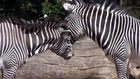 New Study Links Zebra Stripes To Temperature