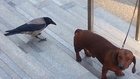 Daschung dog VS crow bird! So viscious bird...
