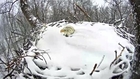 Nesting Bald Eagle Covered in Snow Up to Its Neck