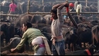 CNN News -The world's biggest ritual slaughter. -World News today