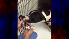 Pit bull Acts Like Mom to Newborn Kitten after Nursing Her on the Streets