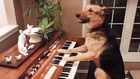 Dog plays piano, then takes a bow