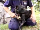 Dog Fighting Rescue the Missouri Humane Society