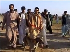 Rabbit Race Chakwal Parhal Pinwal2006