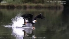 Eagle vs Fish - Animal Fight