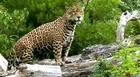 Ultimate Family of Big Cats Lion Tiger Cheetah Jaguar (HD) EPIC Fight to Save-Himanshu Singh Gurjar
