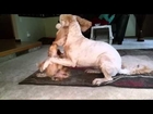 Lucy the Dachsund VS Bora the Goldendoodle