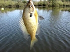 Pond Fishing in New Hampshire