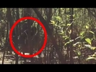 Compelling Footage of Skunkape/Bigfoot From Lettuce Lake Park Florida